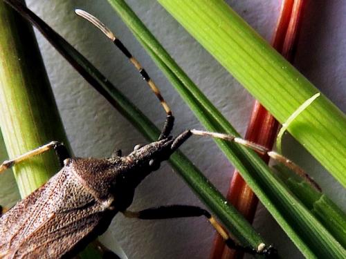 Réf. 230 341 : Dicranocephalus agilis